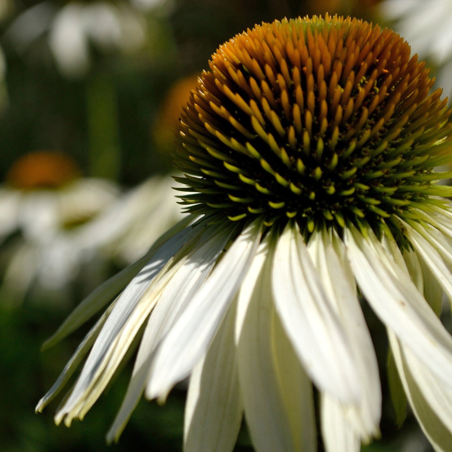 Echinacea purpurea 'White Swan'