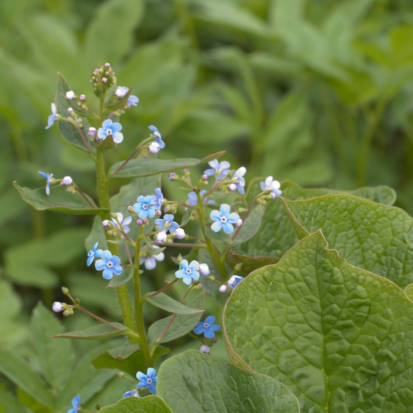 Brunnera sibirica