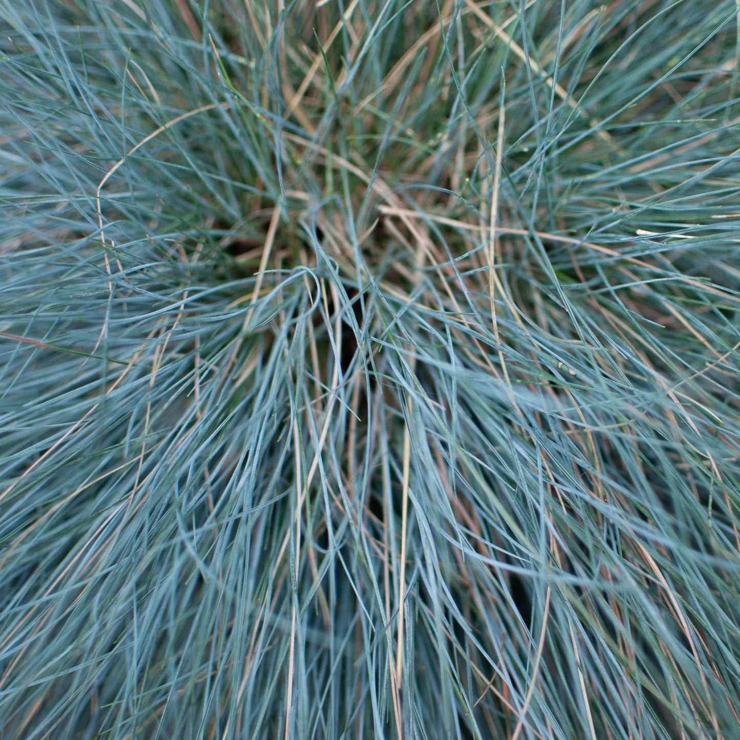 Festuca glauca