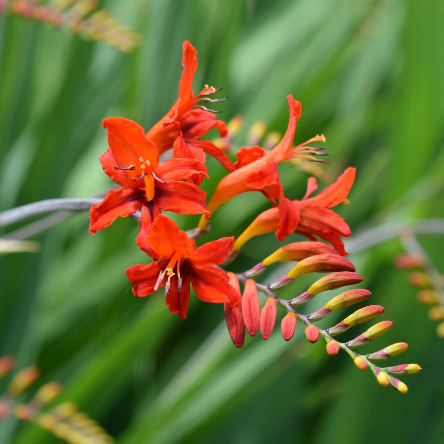 Crocosmia 'Lucifer'