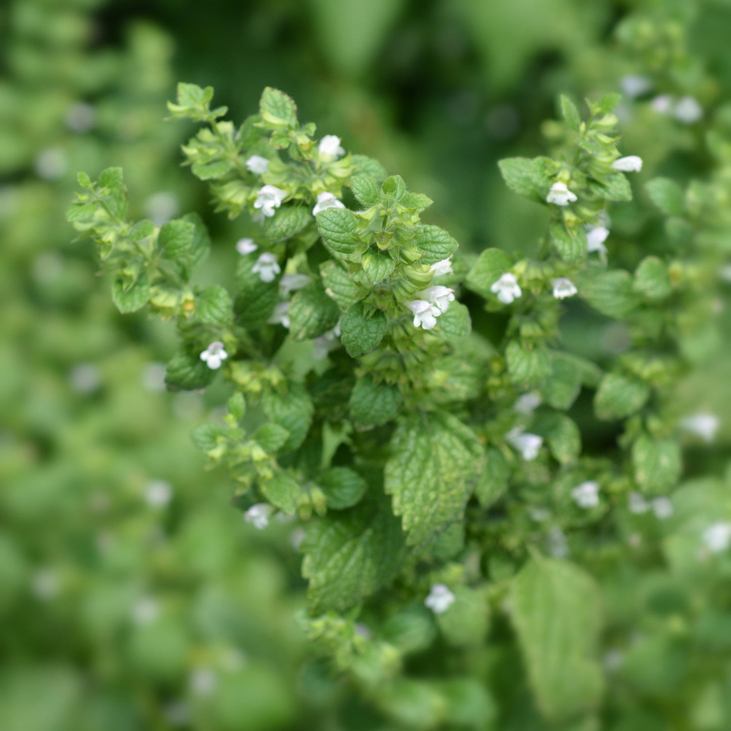 Melissa officinalis (Citroenmelisse)