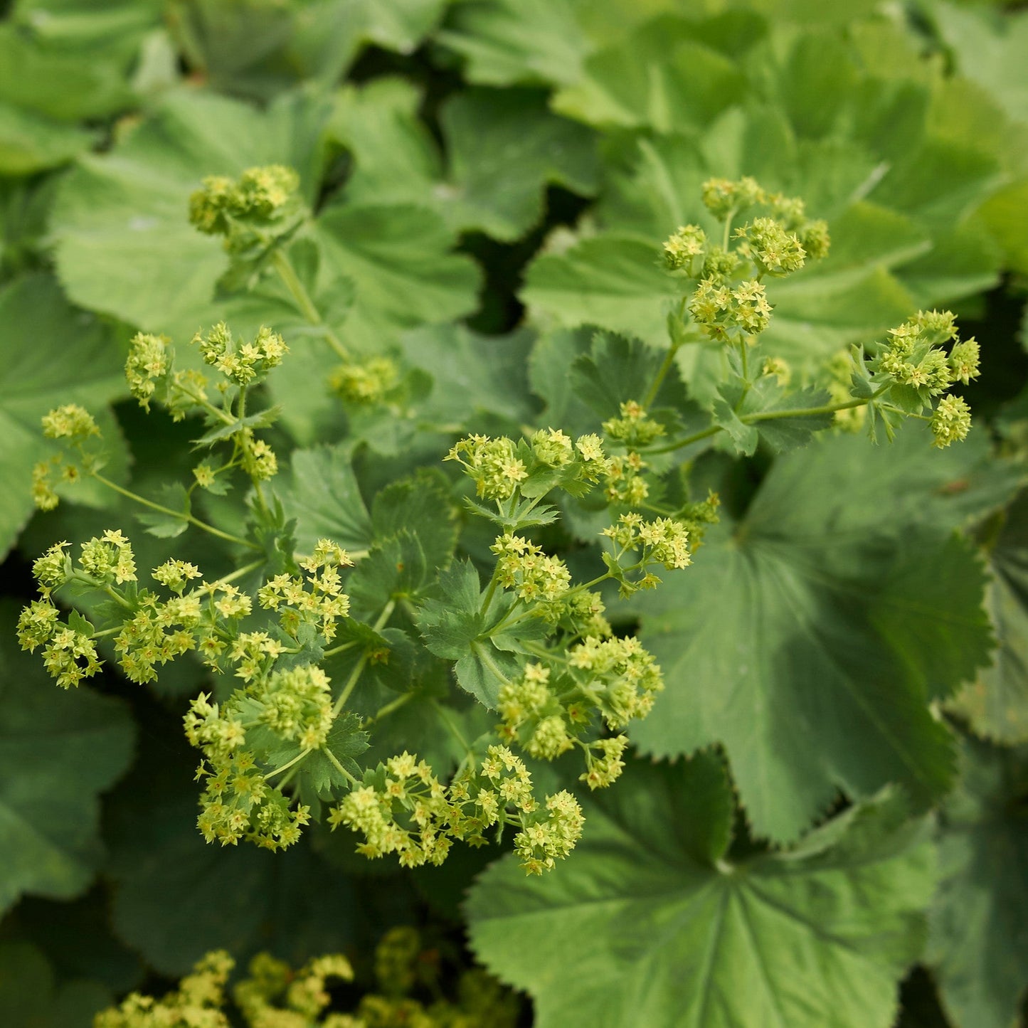 Alchemilla mollis