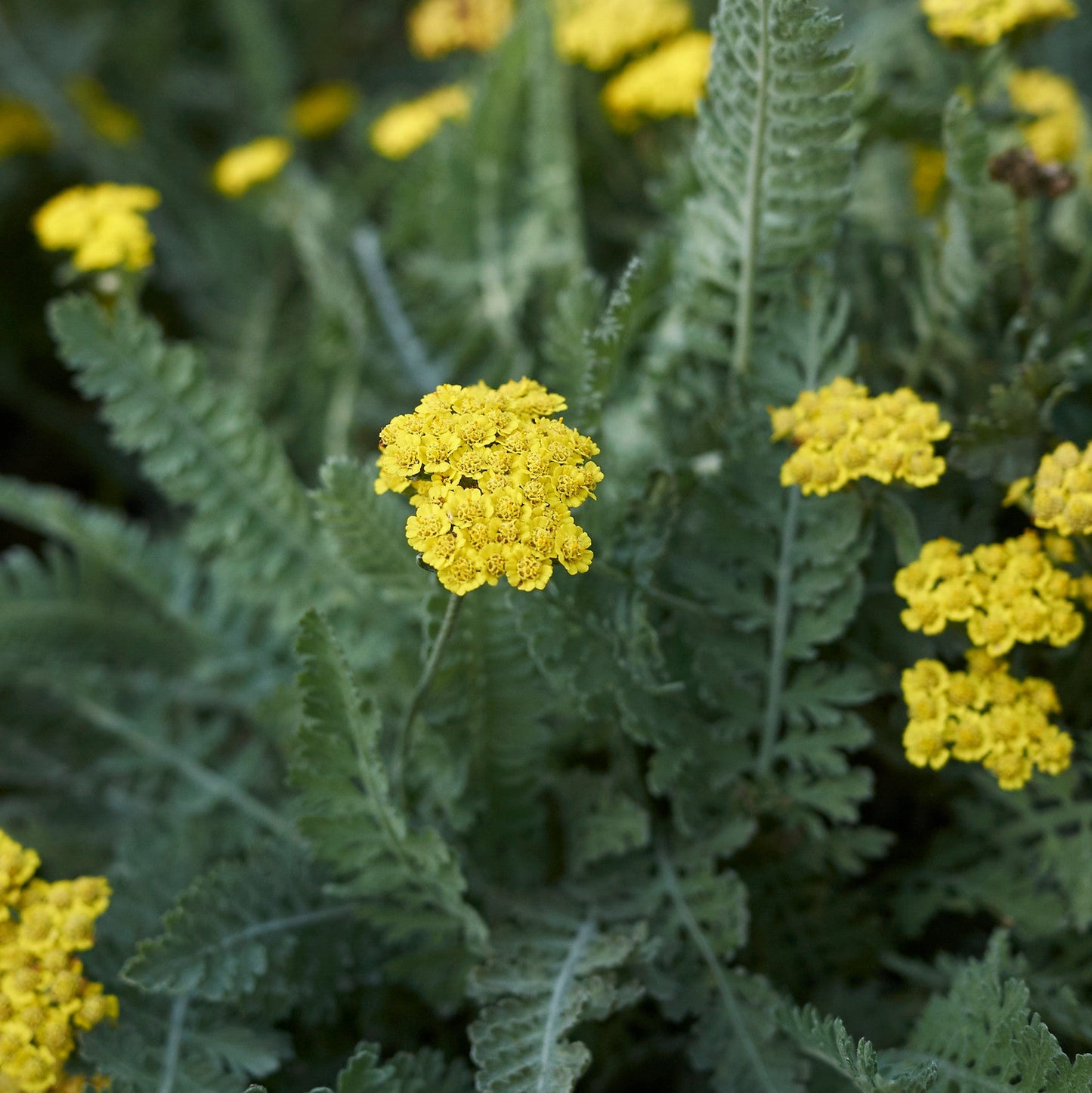 Achillea 'Moonshine'