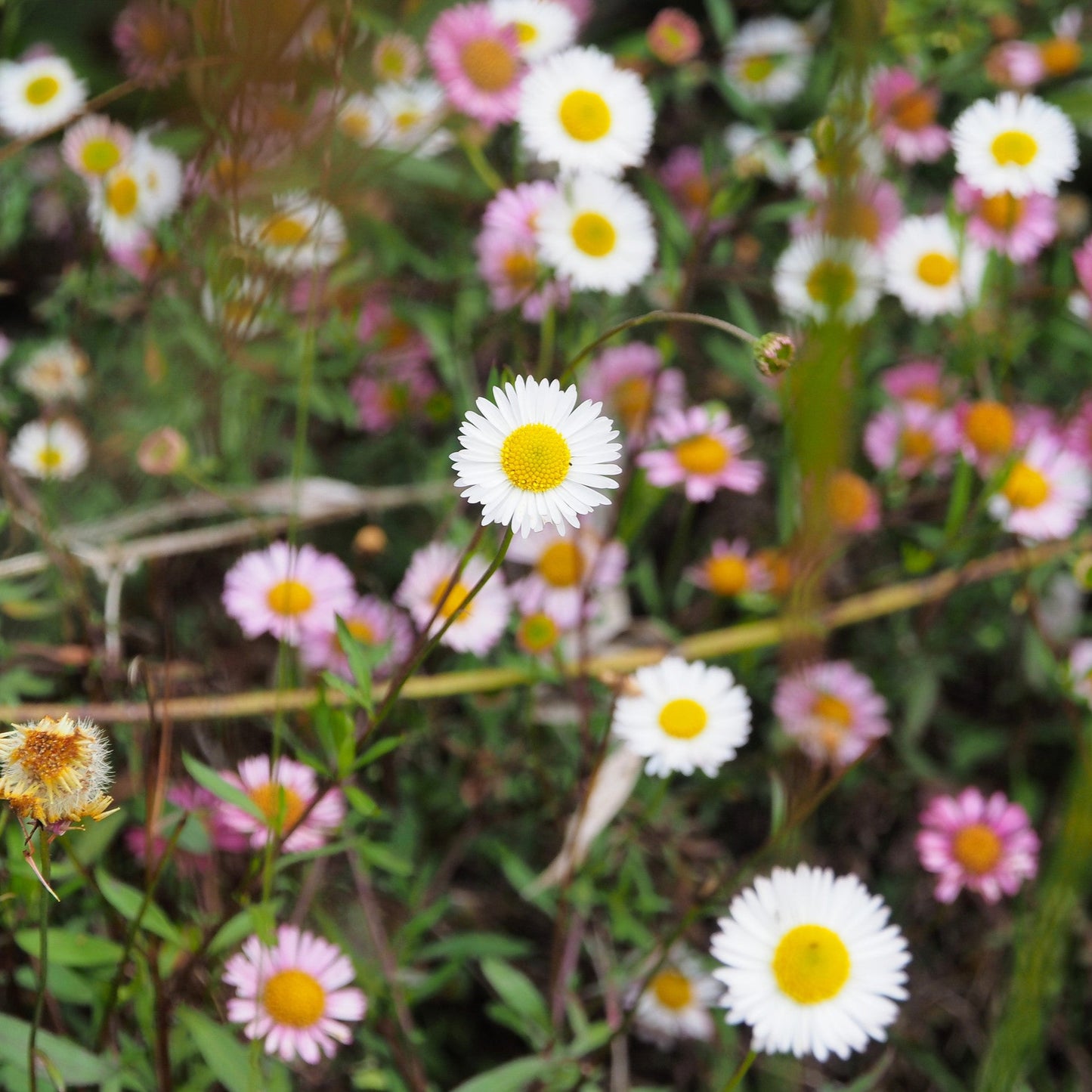 Erigeron karvinskianus