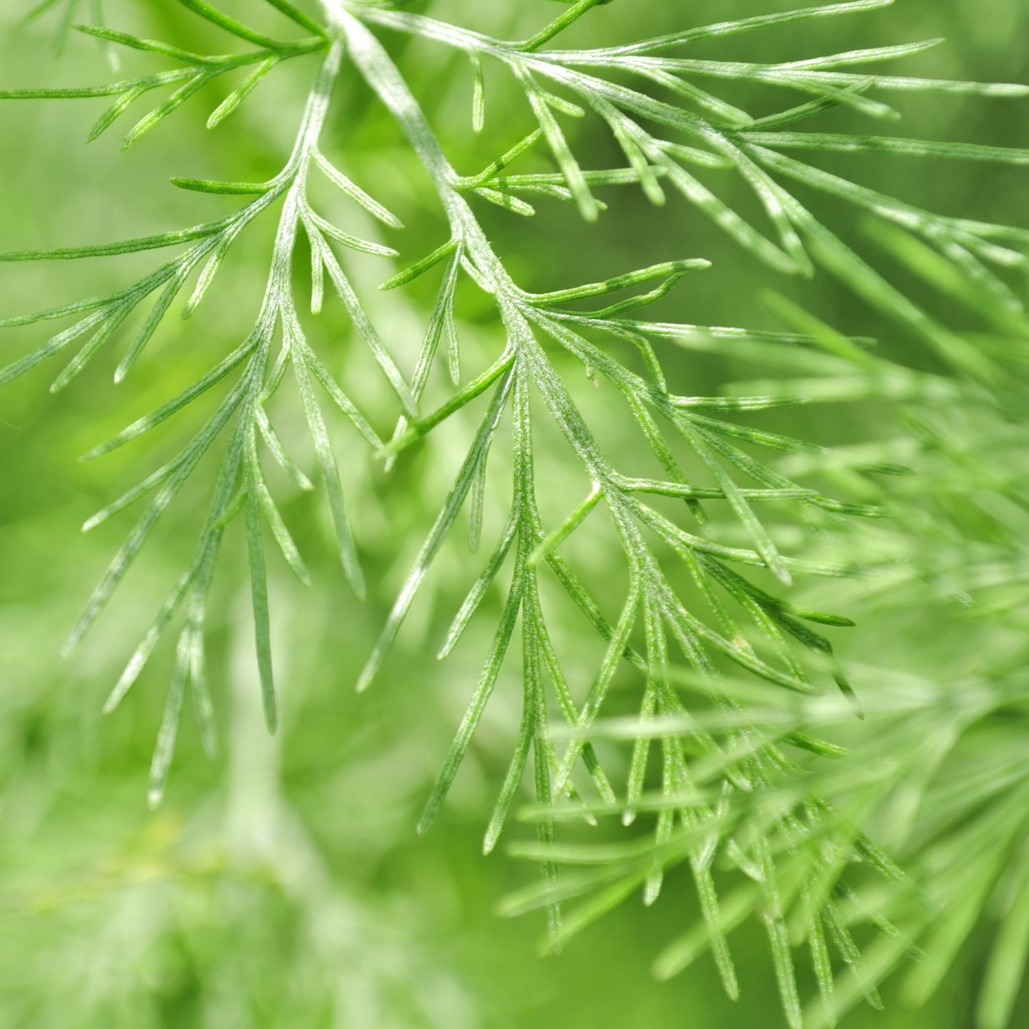 Artemisia abrotanum (Citroenkruid)
