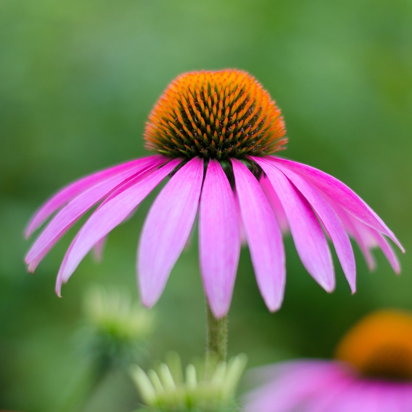 Echinacea purpurea