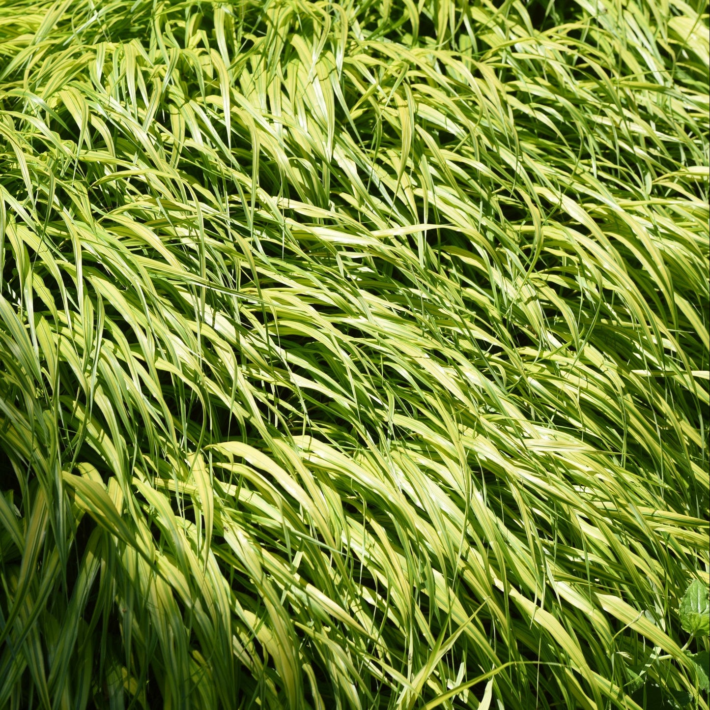 Hakonechloa macra
