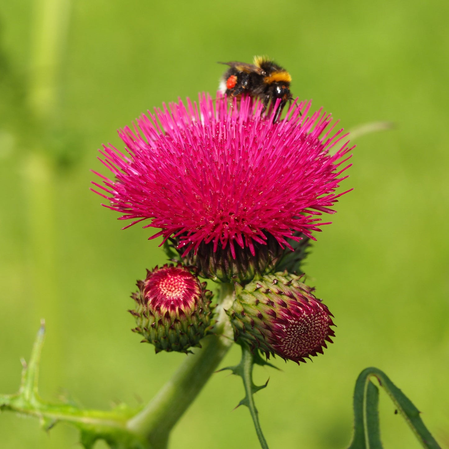 Cirsium rivulare 'Atropurpureum'