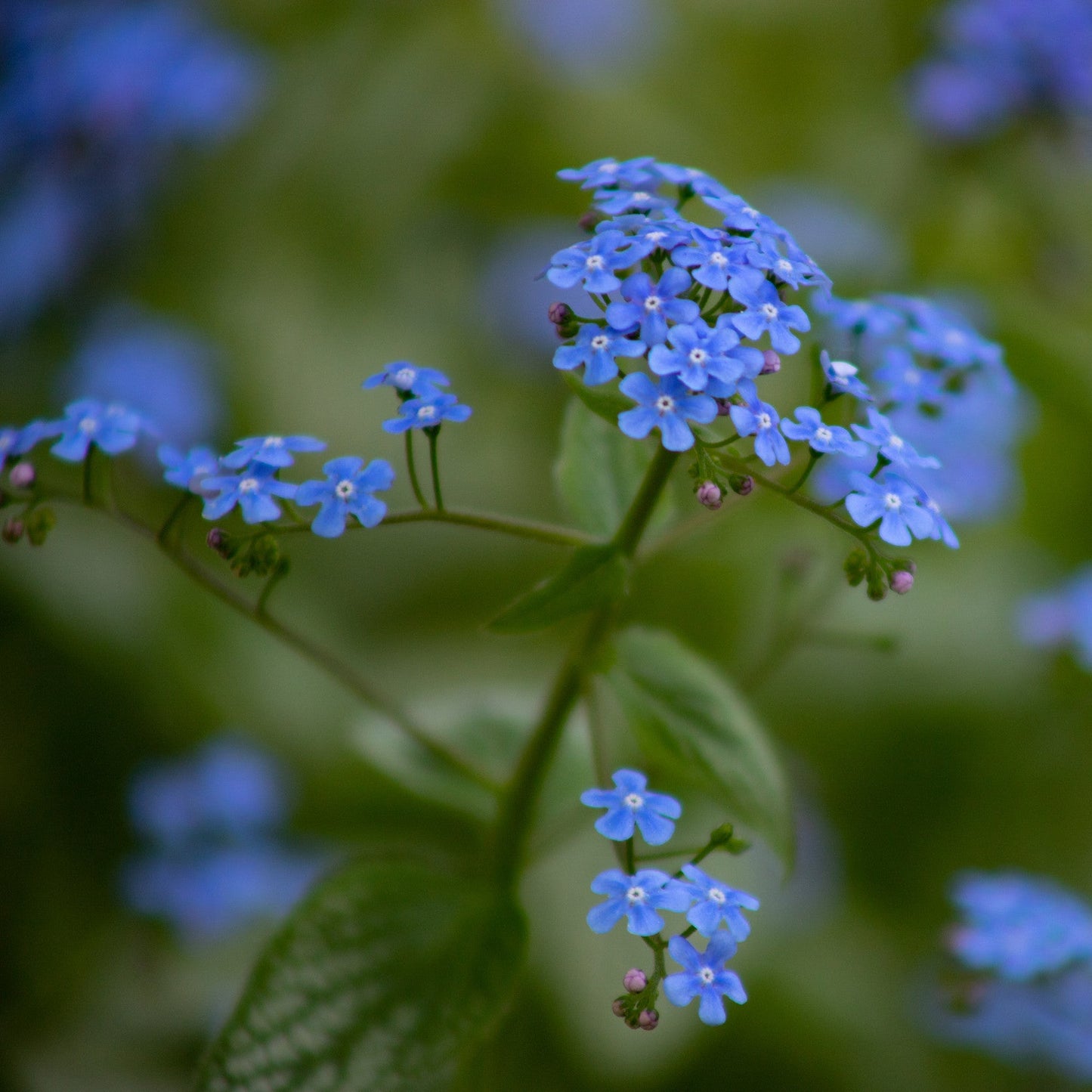 Brunnera sibirica