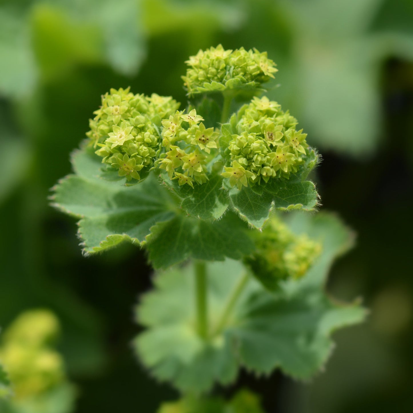 Alchemilla mollis