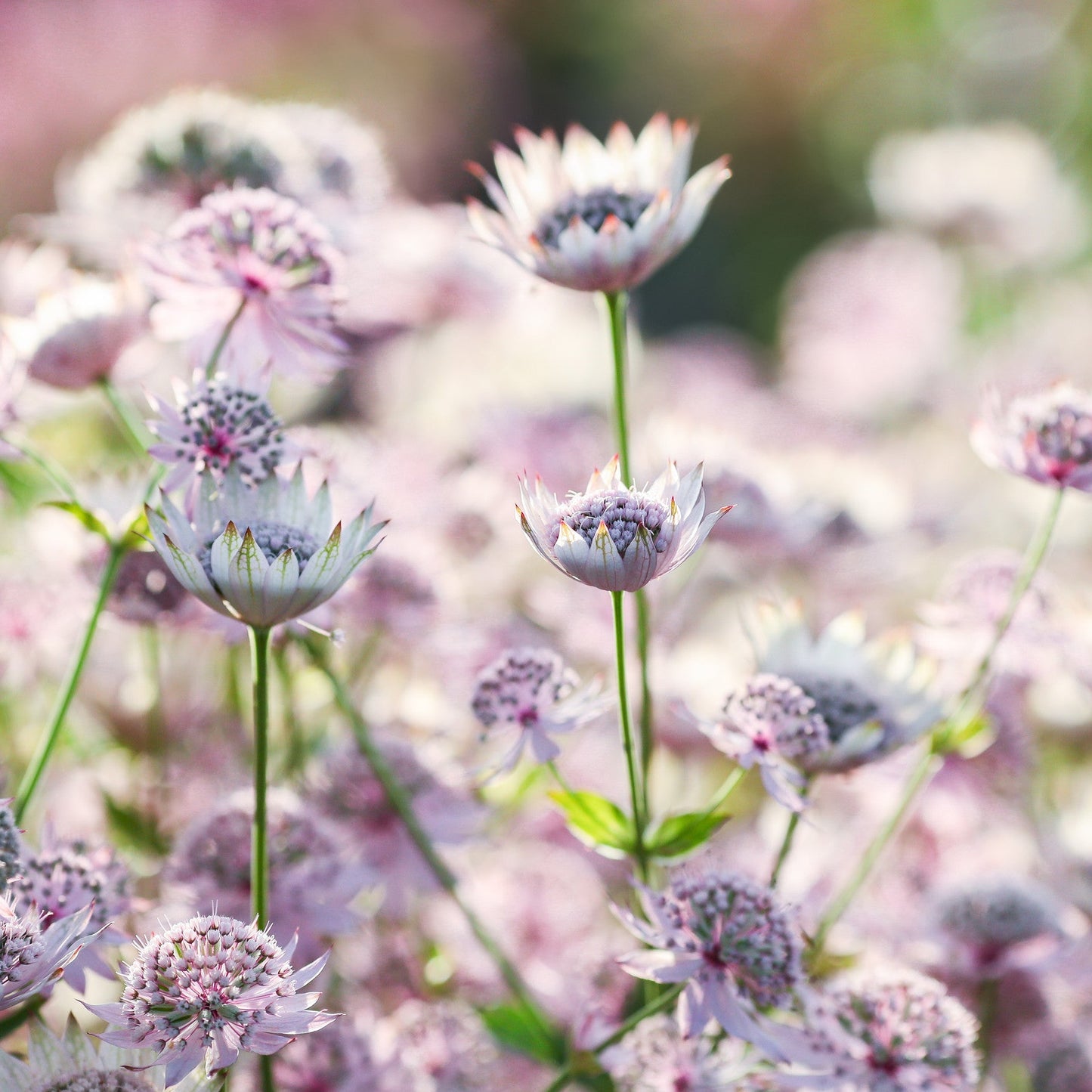 Astrantia major