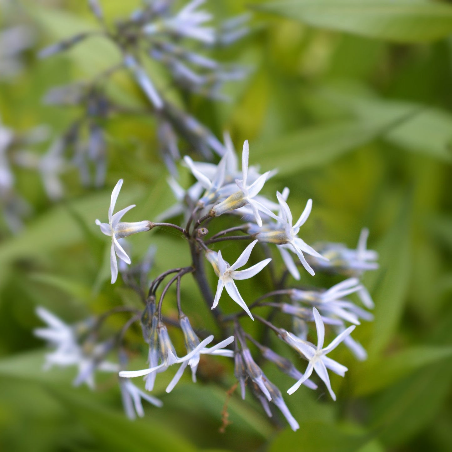 Amsonia tabernaemontana