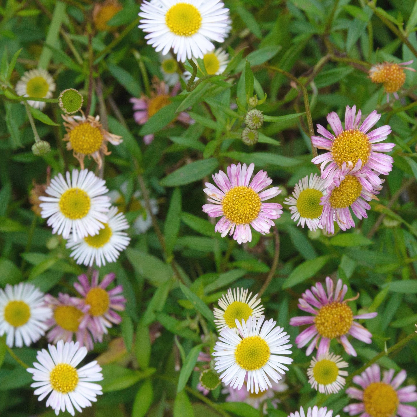 Erigeron karvinskianus