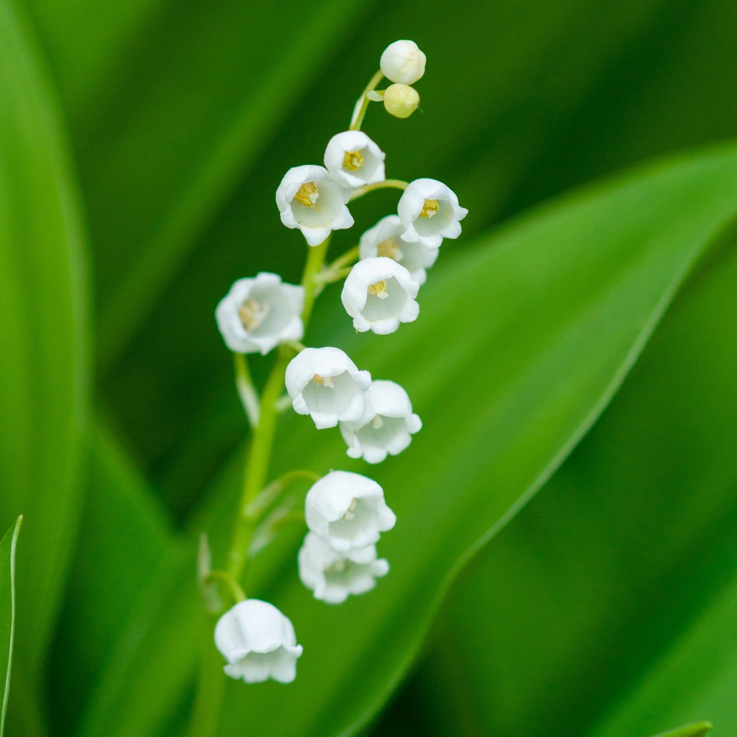 Convallaria majalis