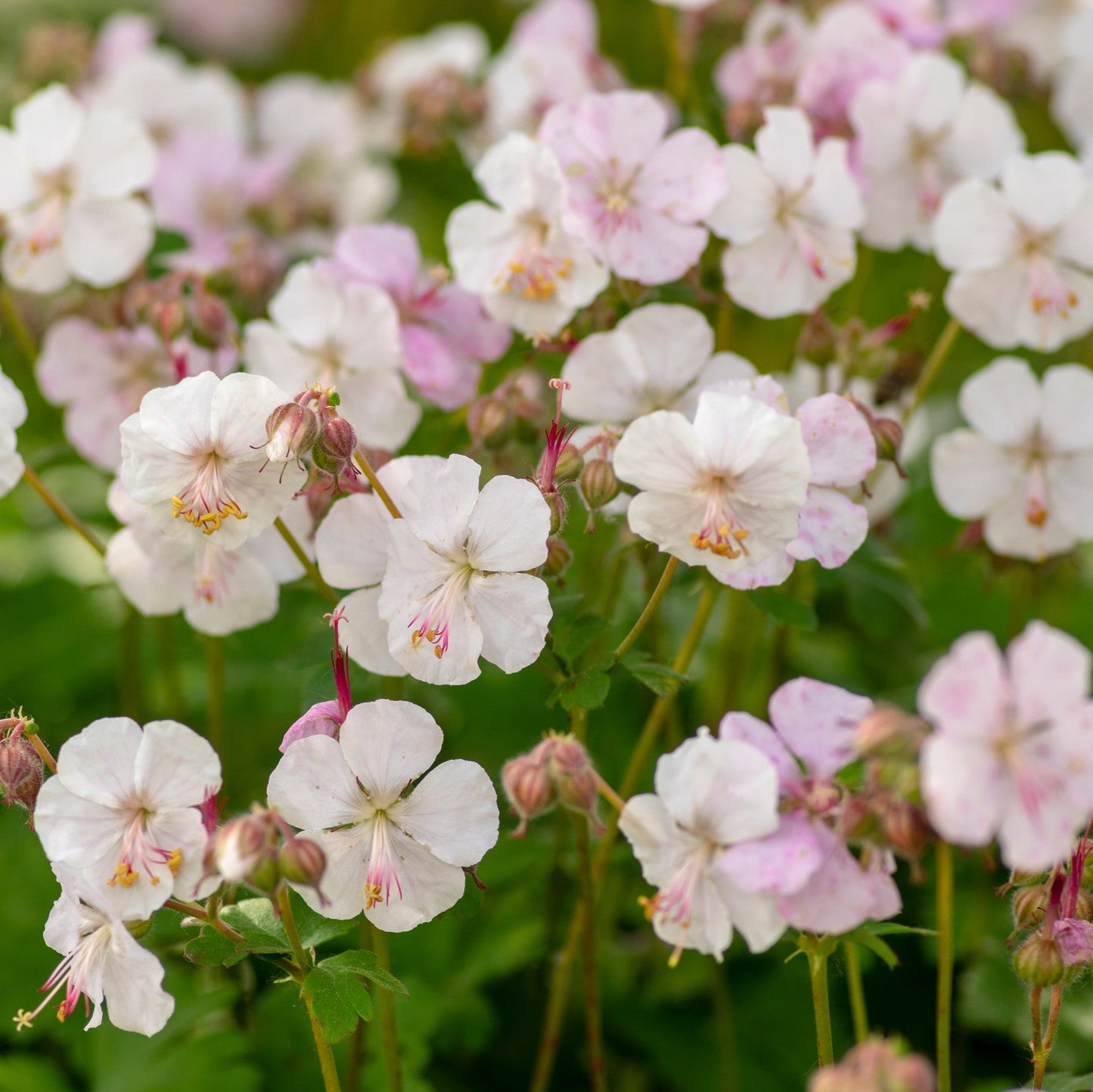 Geranium cantabrigiense 'Biokovo'
