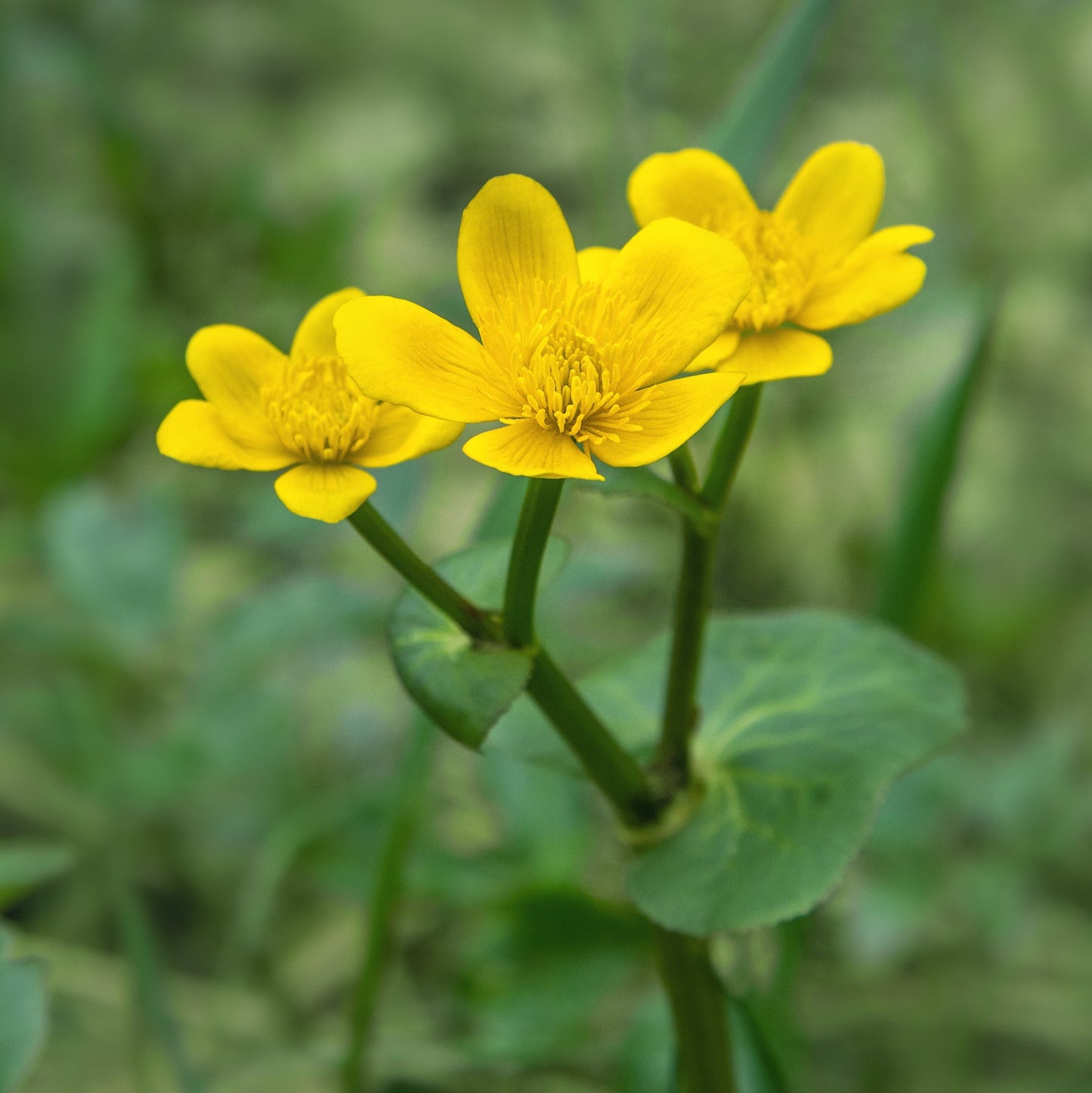 Caltha palustris