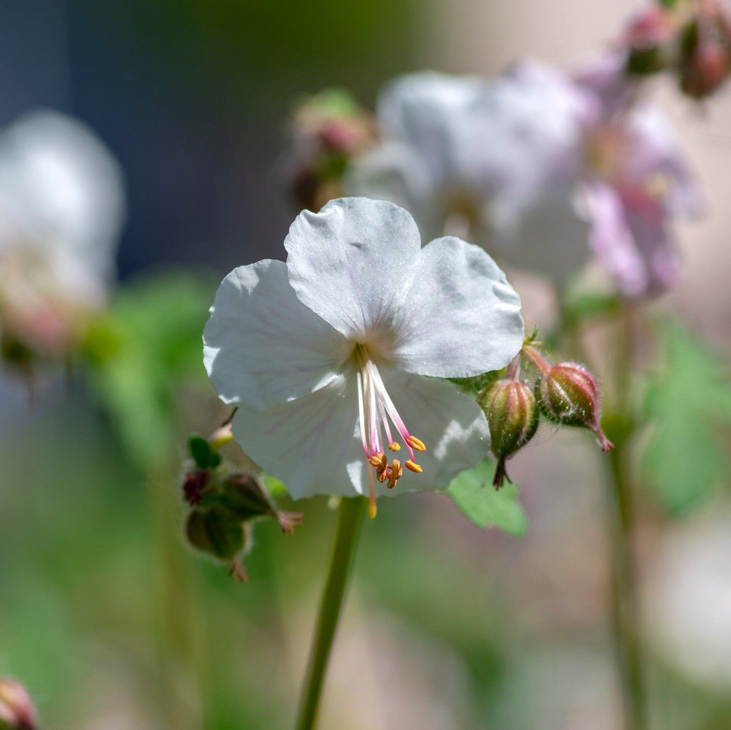 Geranium cantabrigiense 'Biokovo'