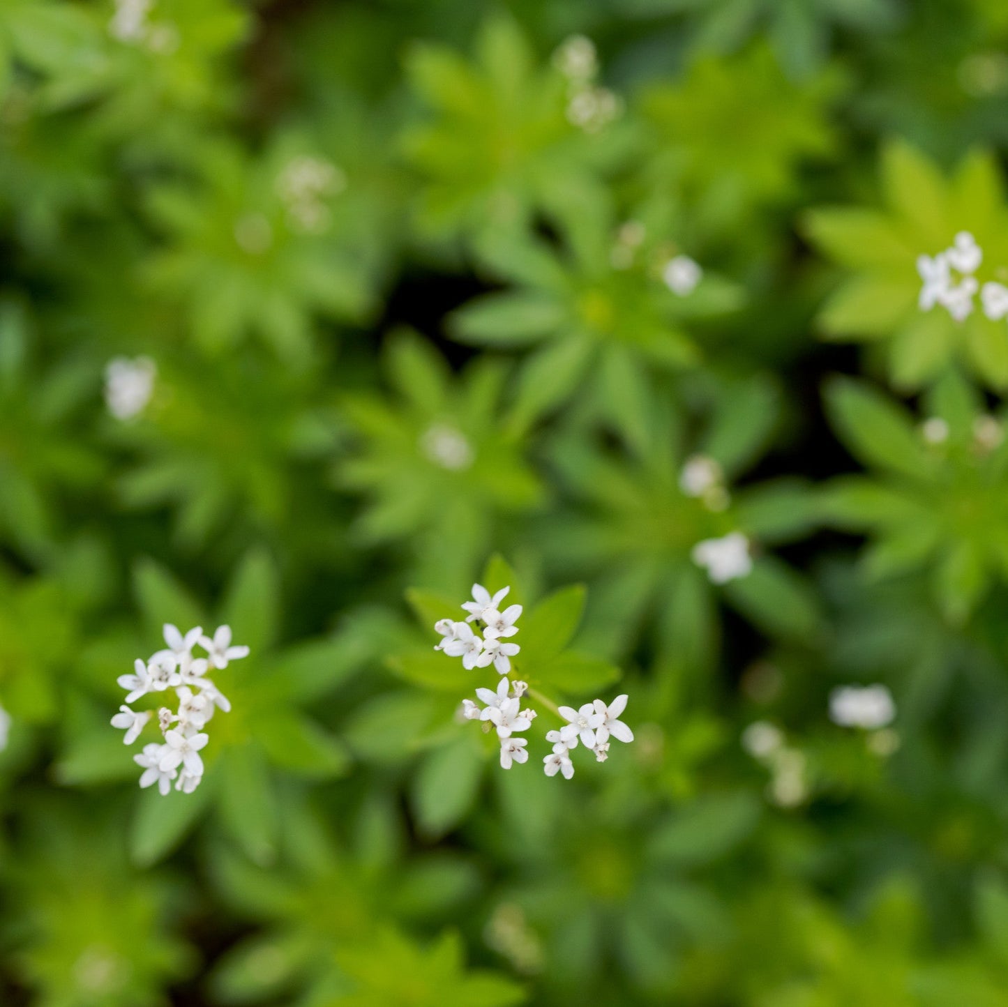 Galium odoratum