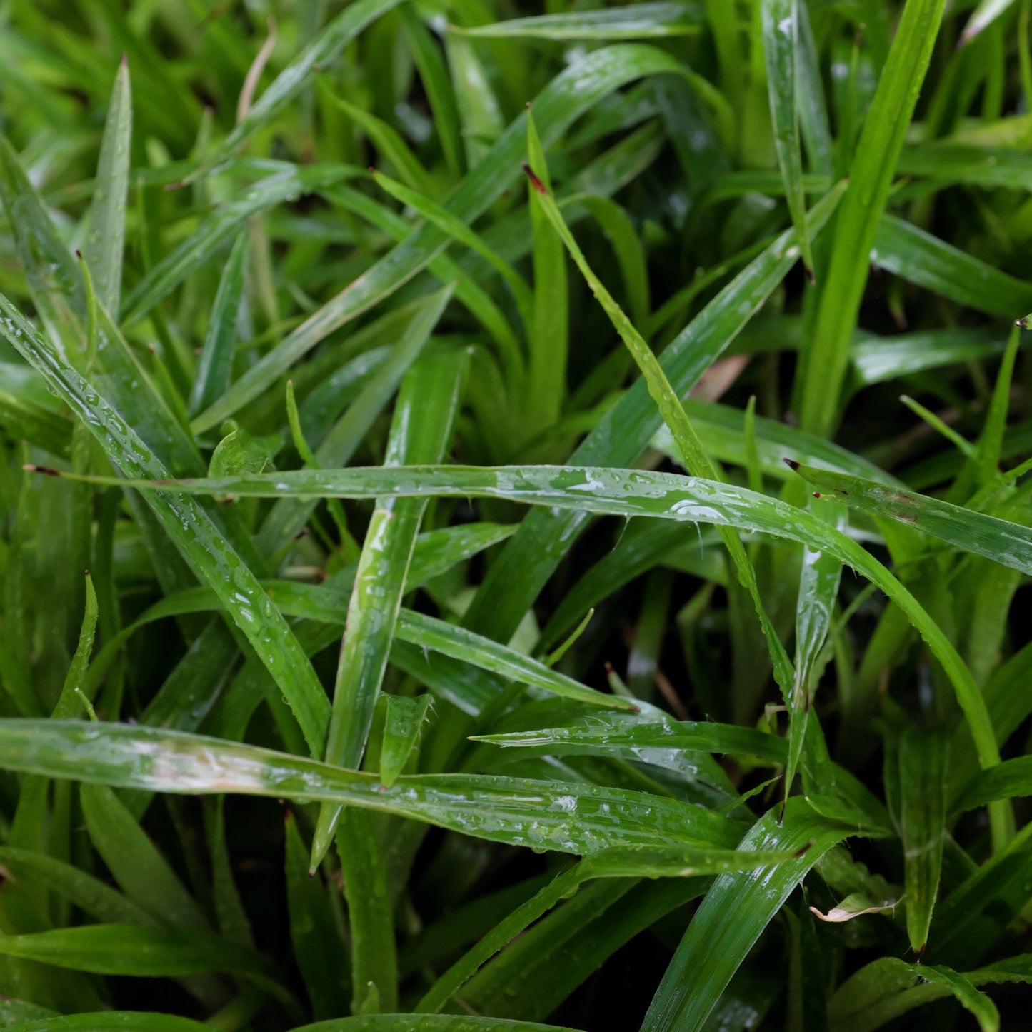 Luzula sylvatica