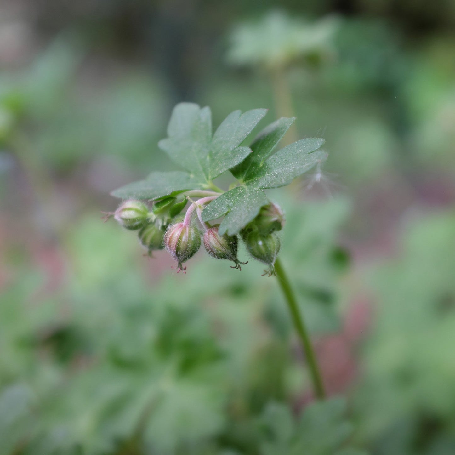 Geranium cantabrigiense 'St Ola'