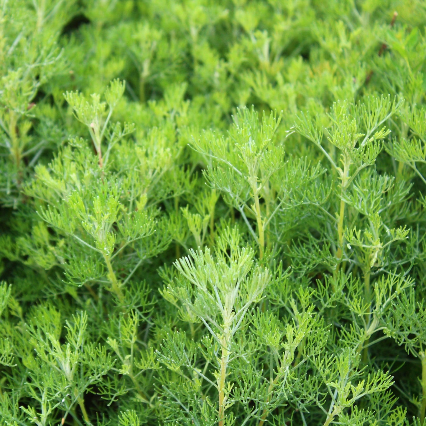 Artemisia abrotanum (Citroenkruid)