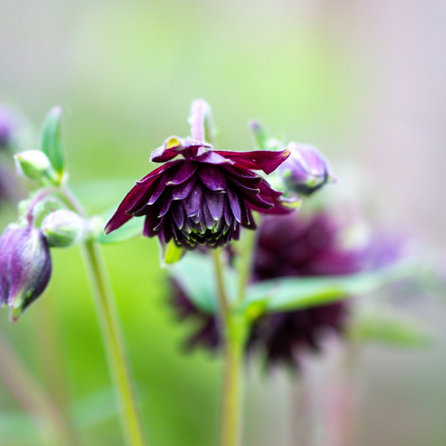 Aquilegia vulgaris 'Black Barlow'