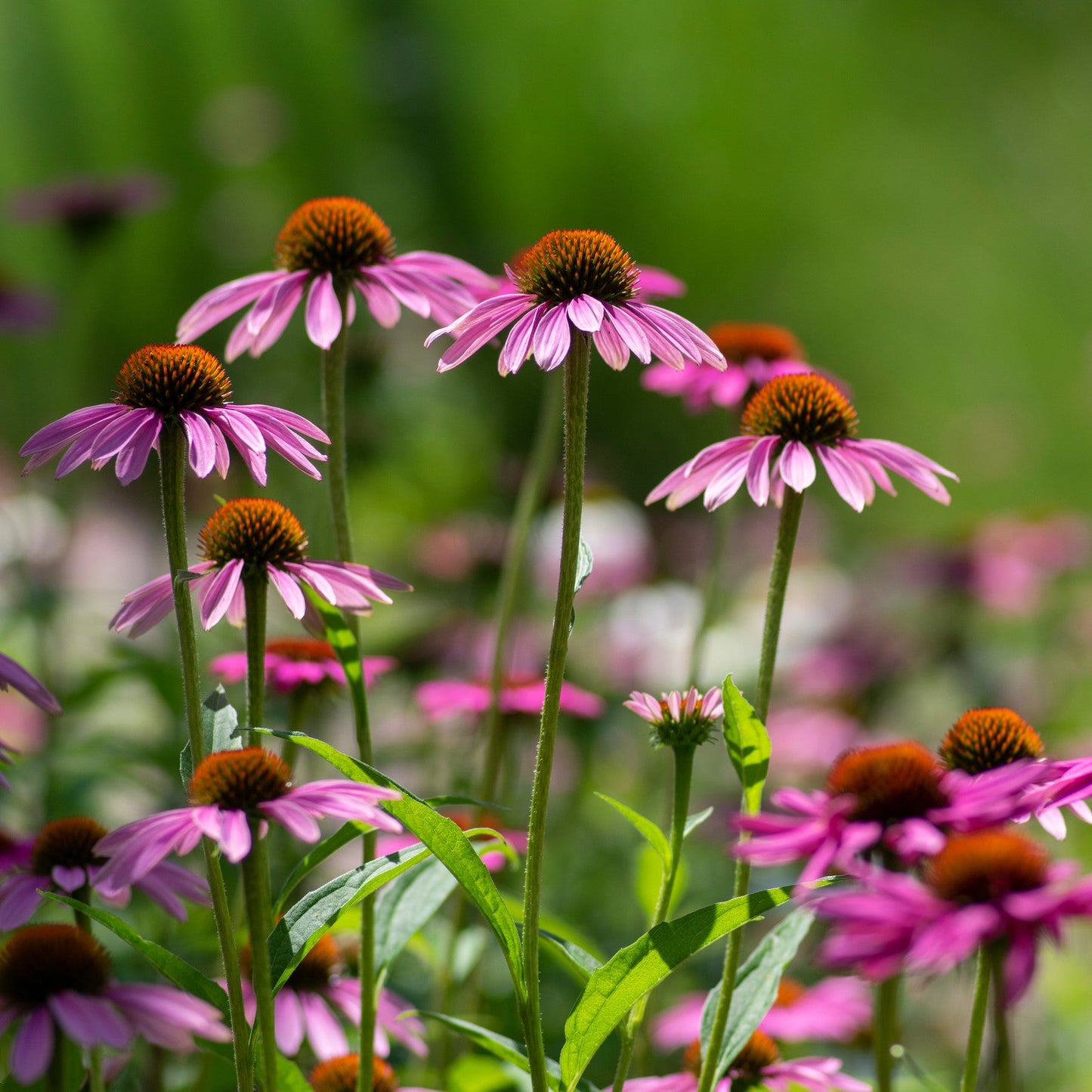 Echinacea purpurea