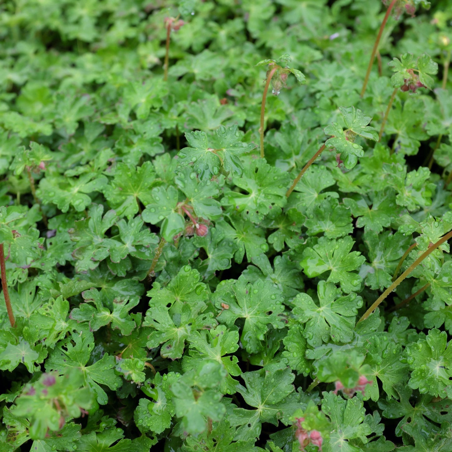 Geranium cantabrigiense 'St Ola'