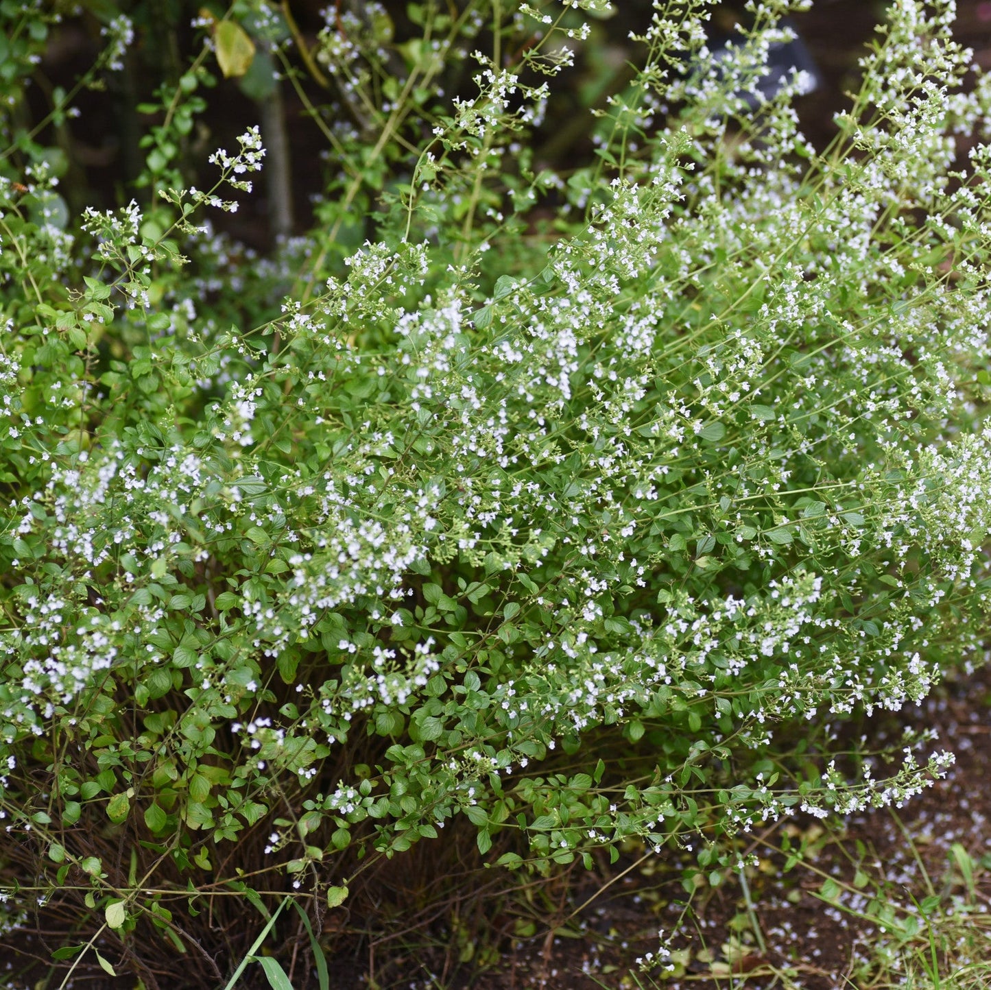 Calamintha nepeta ssp. nepeta (Bergsteentijm)
