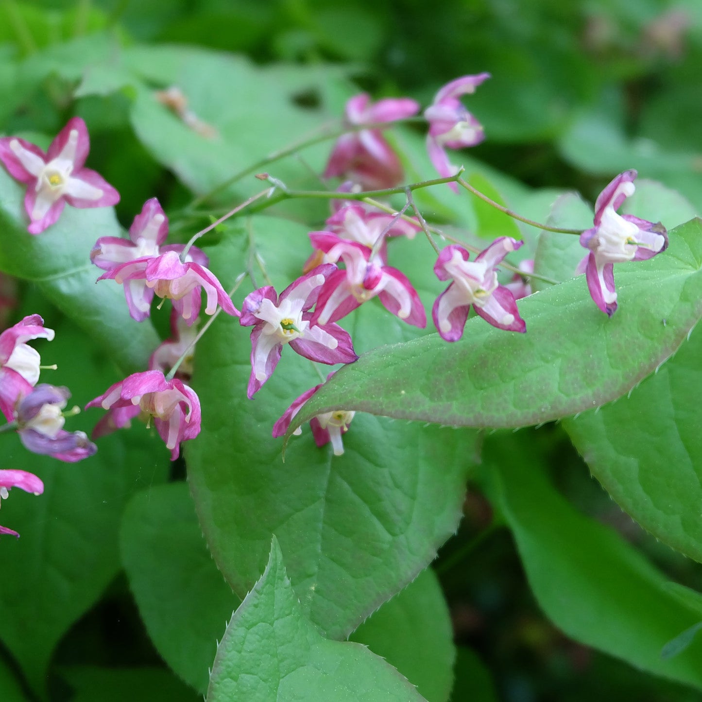 Epimedium rubrum