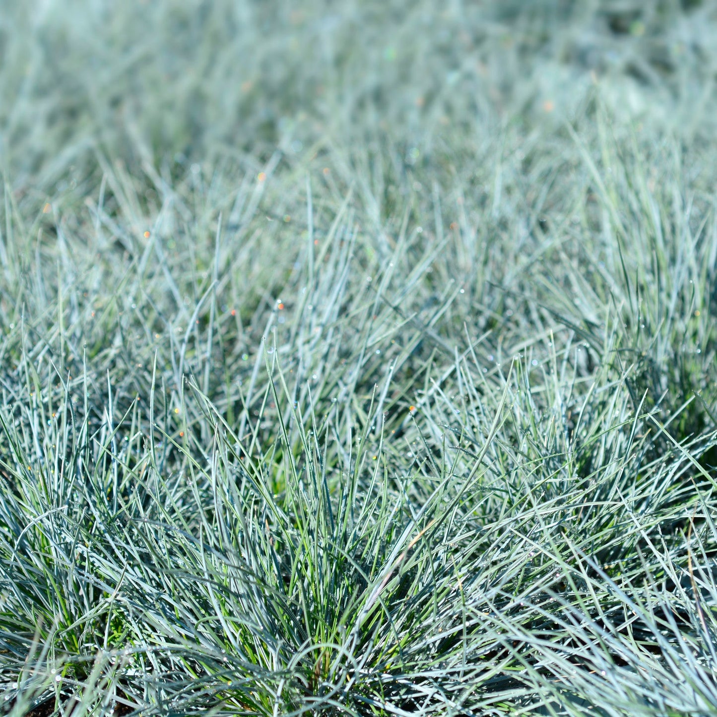 Festuca glauca