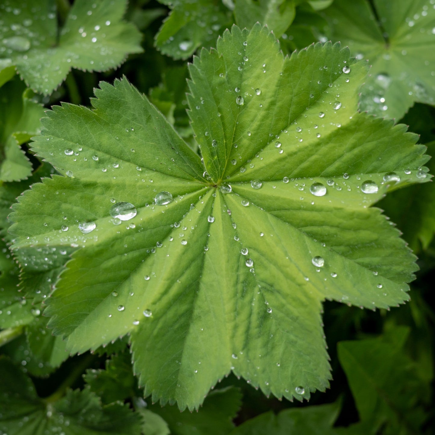 Alchemilla mollis