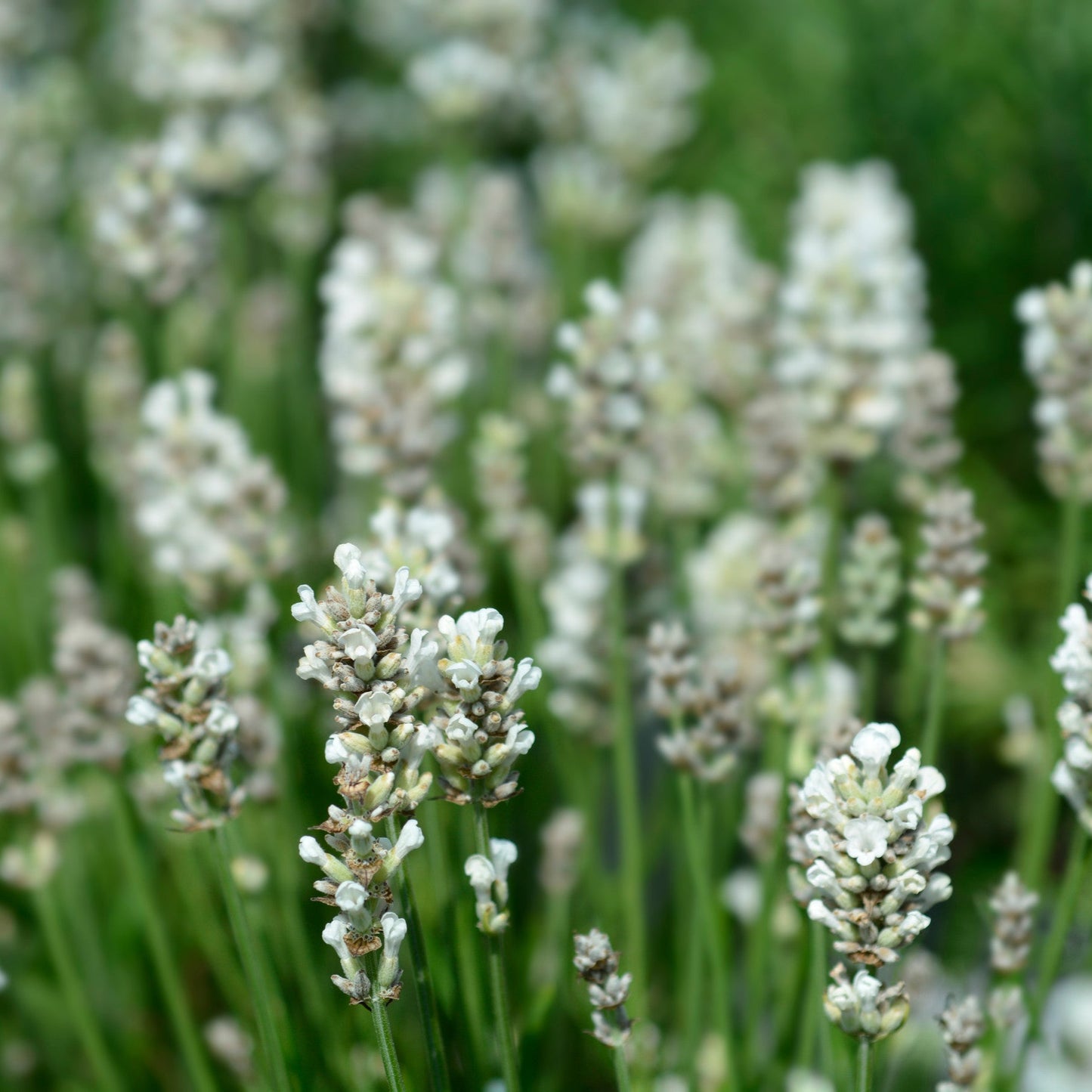Lavandula angustifolia 'Hidcote White'