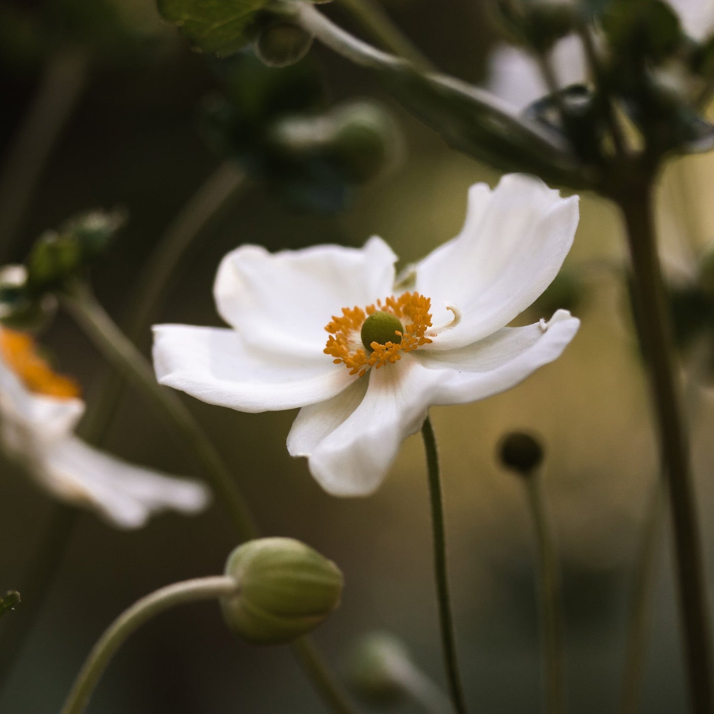Anemone 'Honorine Jobert'