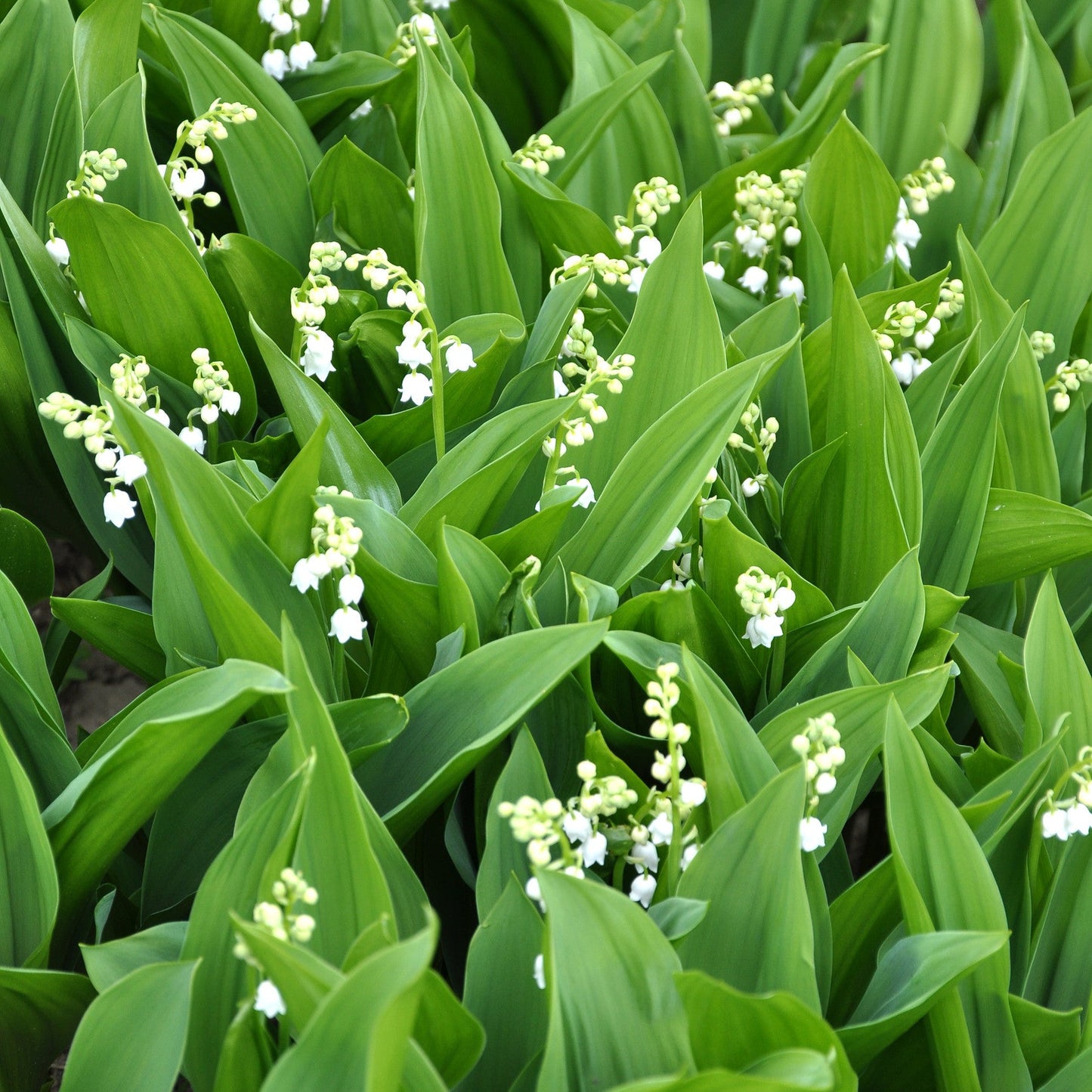 Convallaria majalis