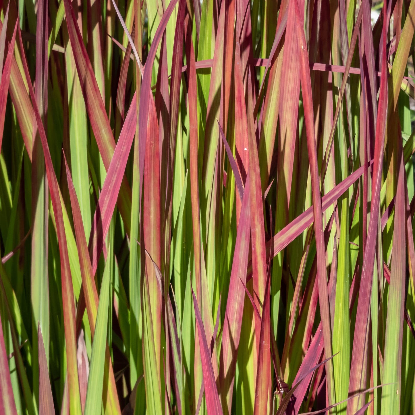 Imperata cylindrica 'Red Baron'