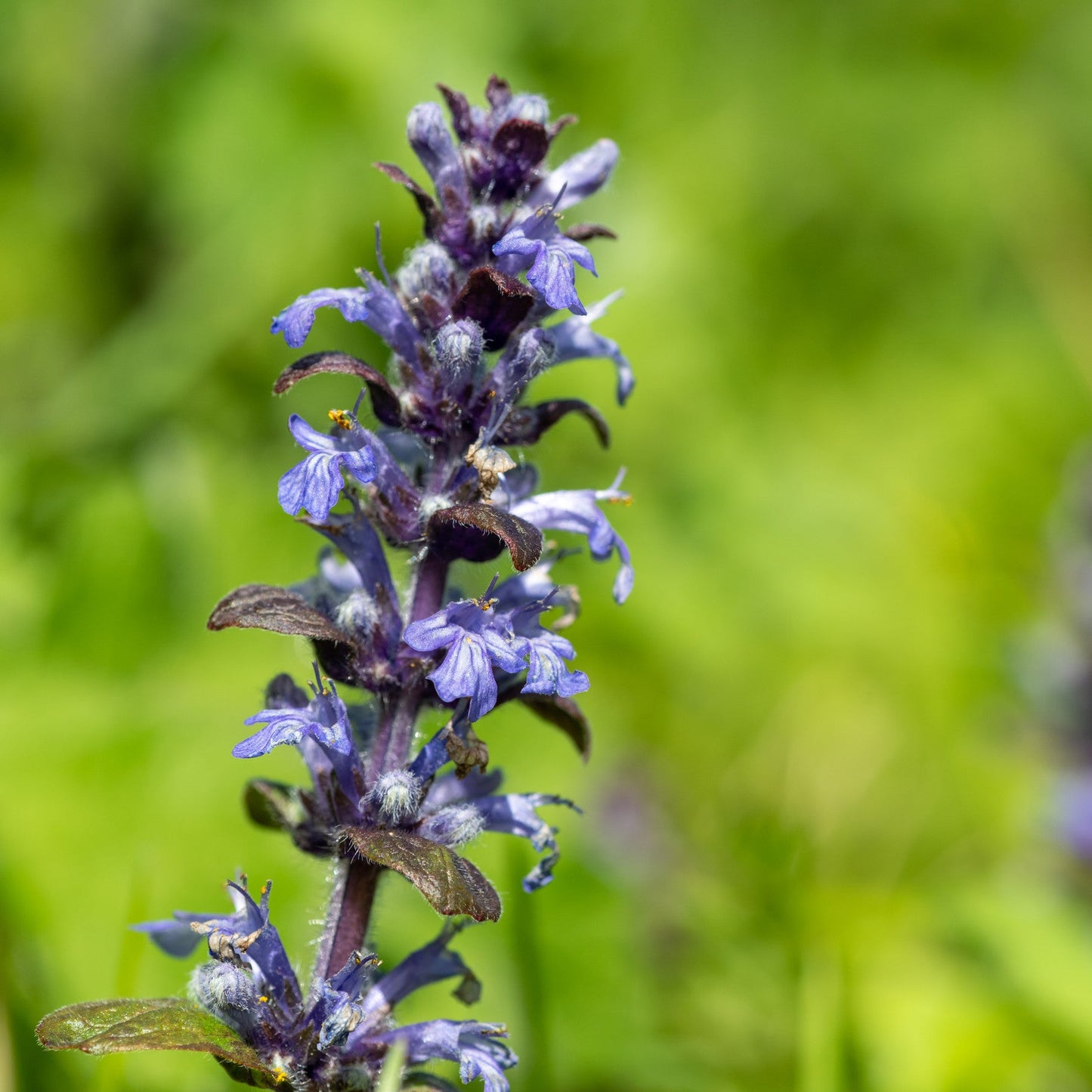 Ajuga reptans