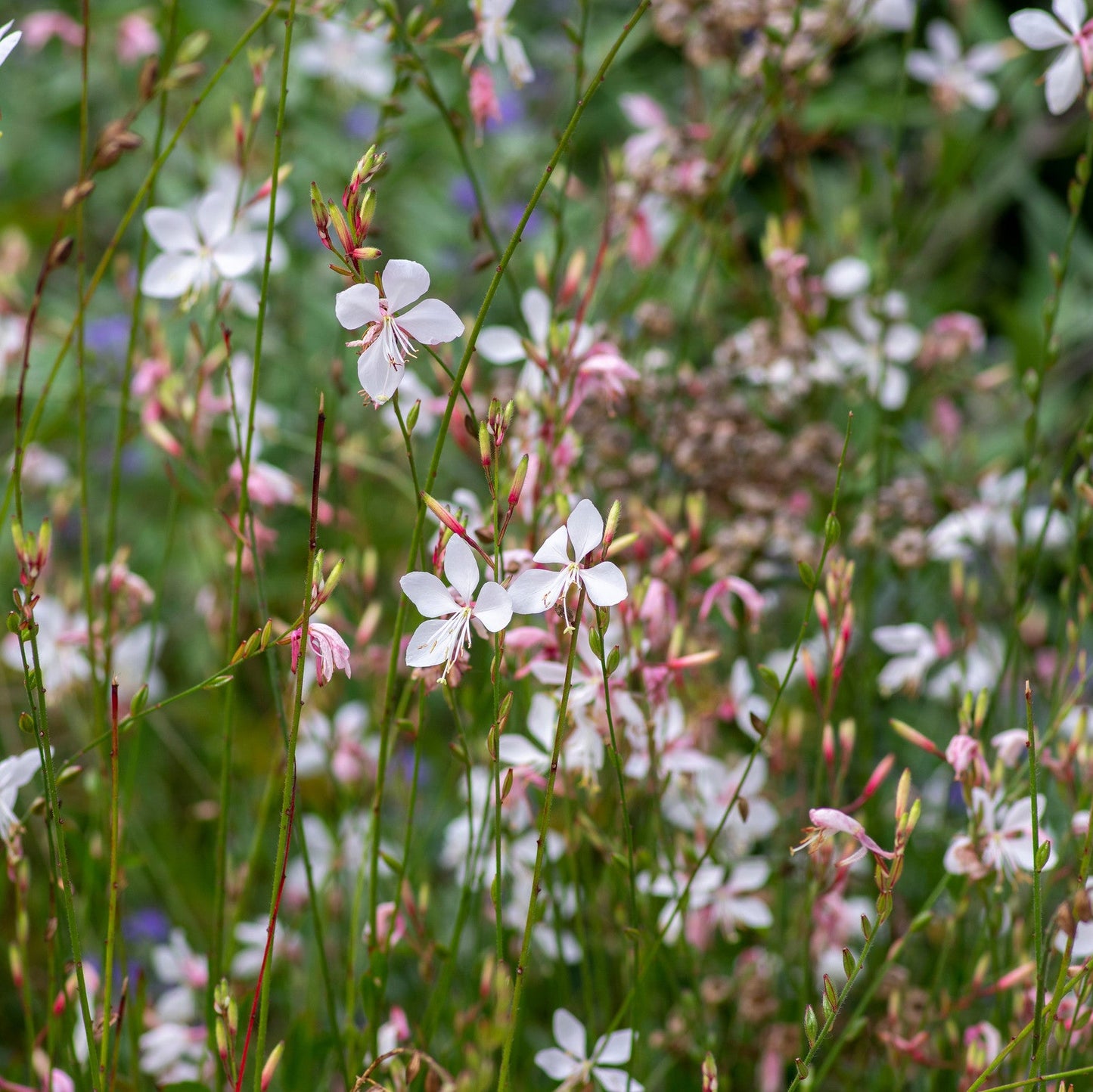 Gaura lindheimeri 'Whirling Butterflies'