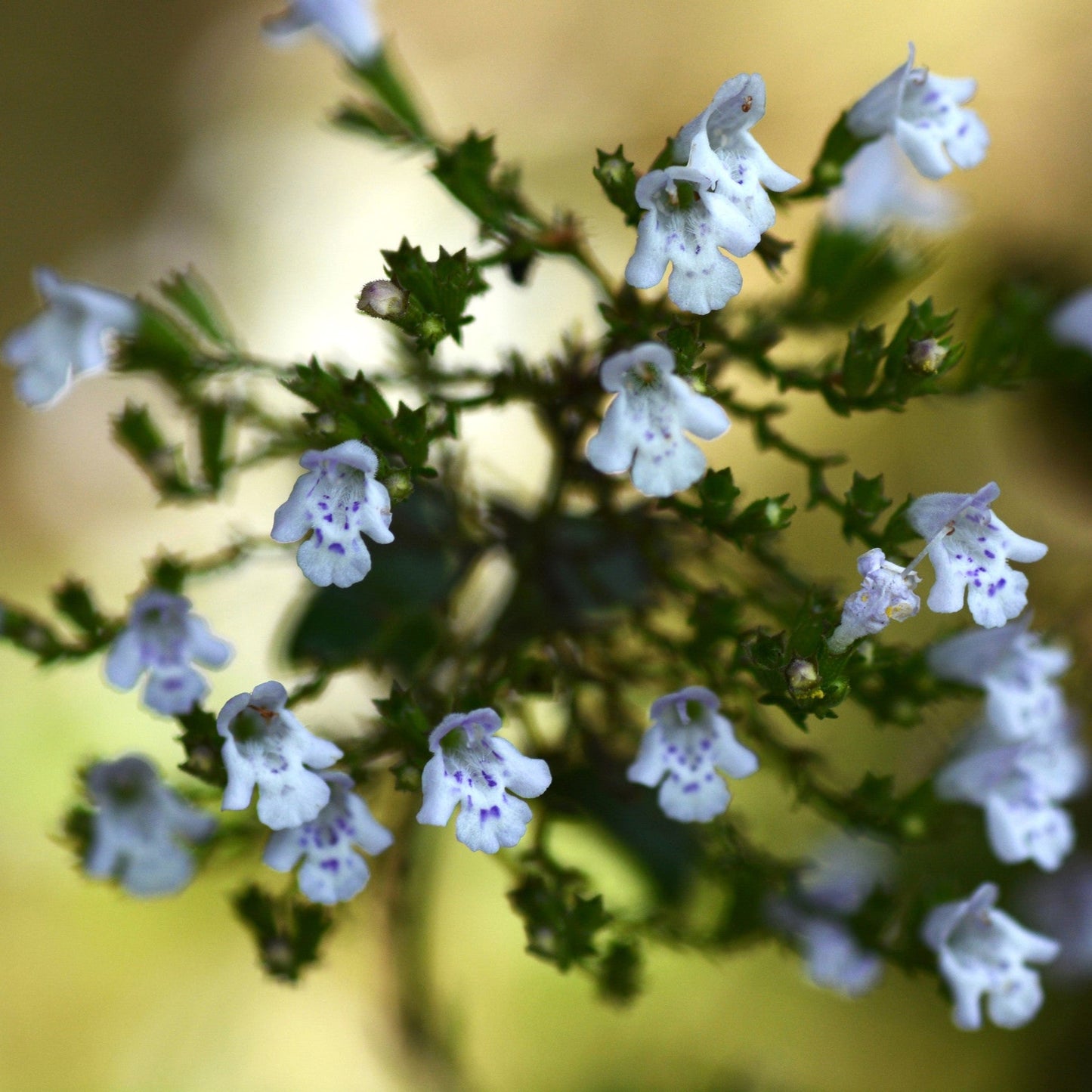 Calamintha nepeta ssp. nepeta (Bergsteentijm)