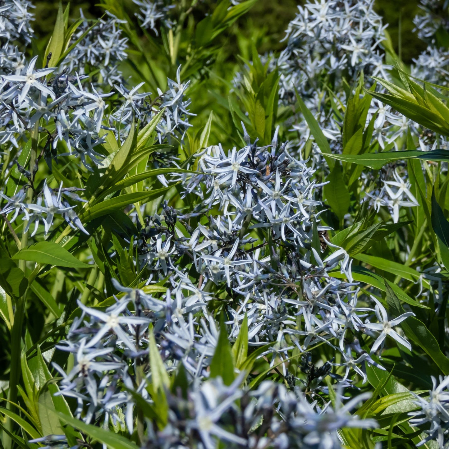 Amsonia tabernaemontana