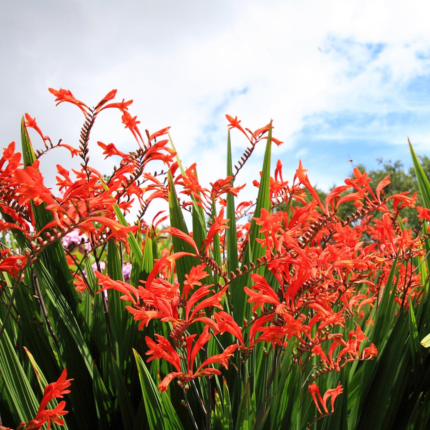 Crocosmia 'Lucifer'