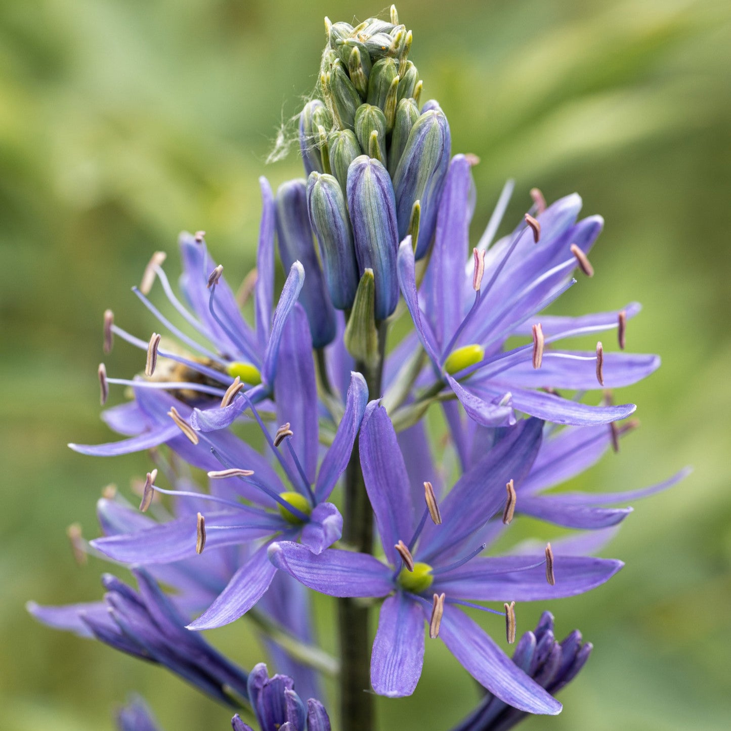 Camassia leichtlinii 'Caerulea'
