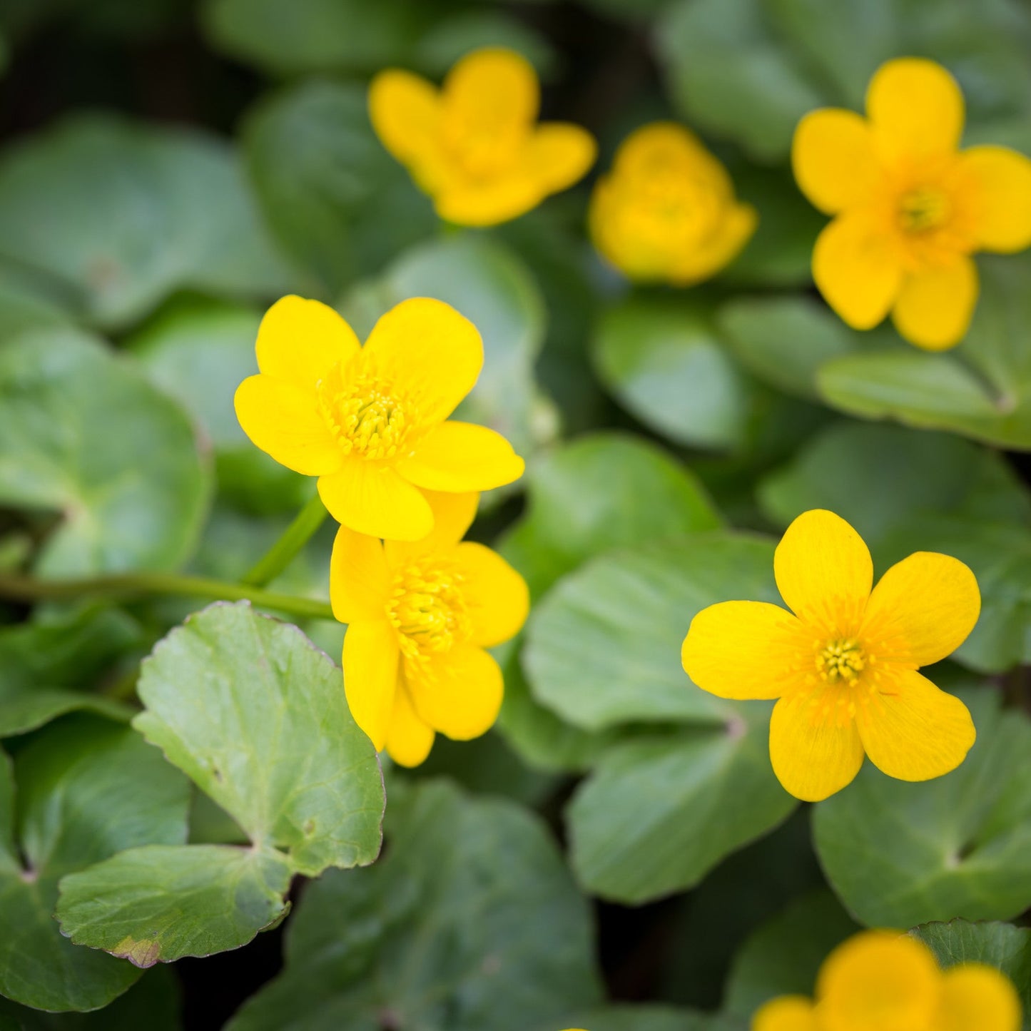 Caltha palustris