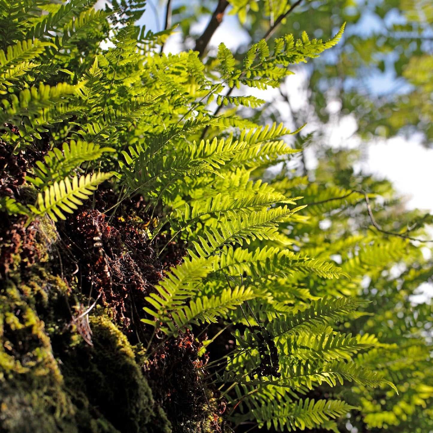 Blechnum spicant