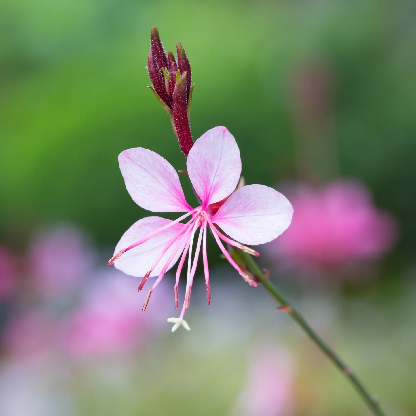 Gaura lindheimeri 'Whirling Butterflies'