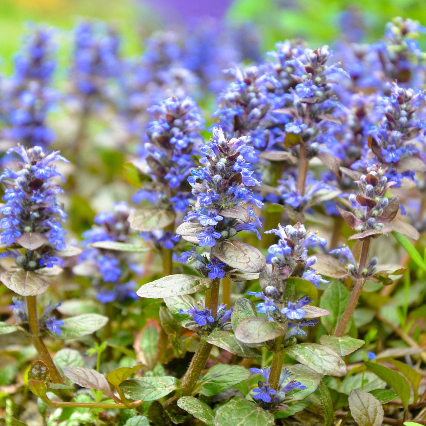 Ajuga reptans