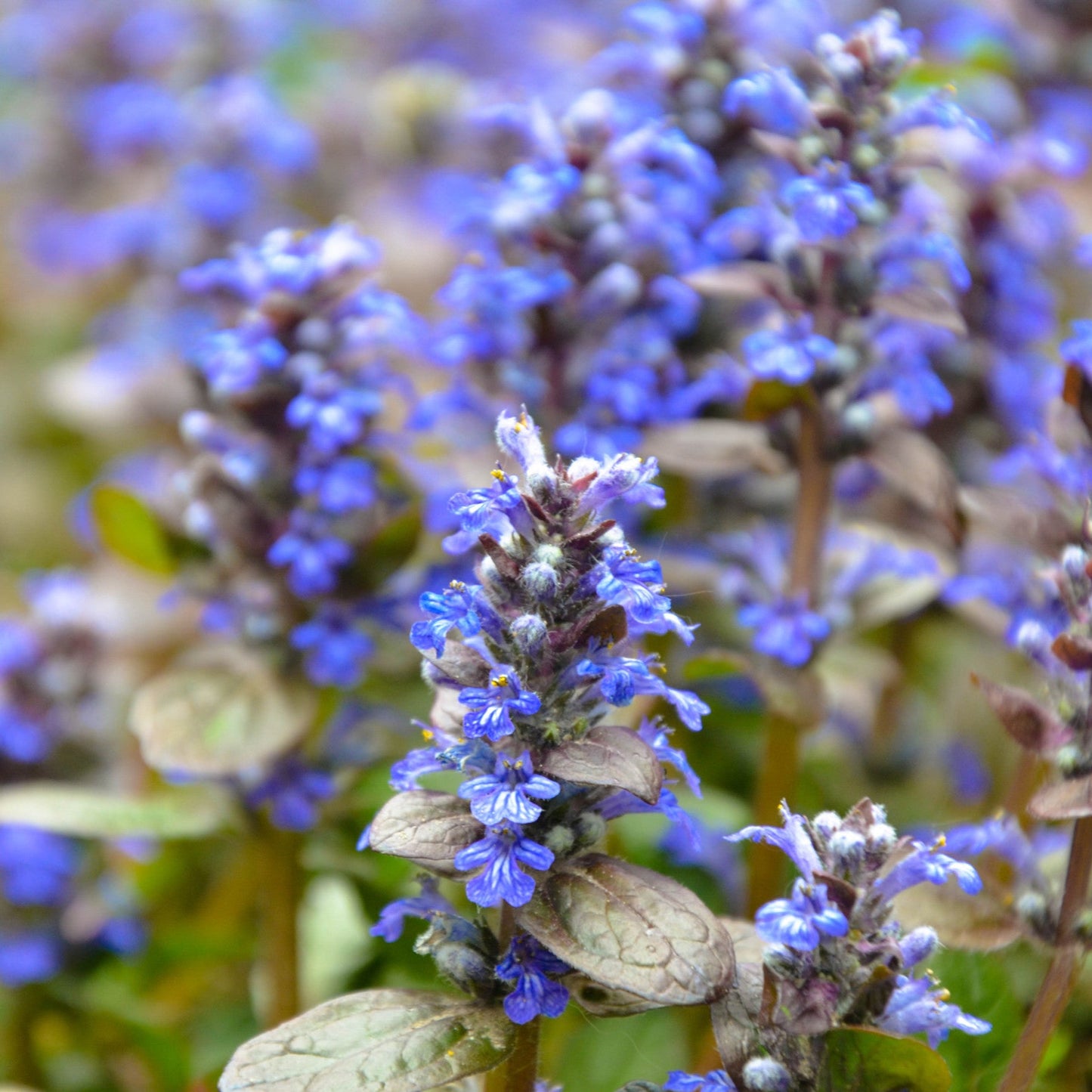 Ajuga reptans
