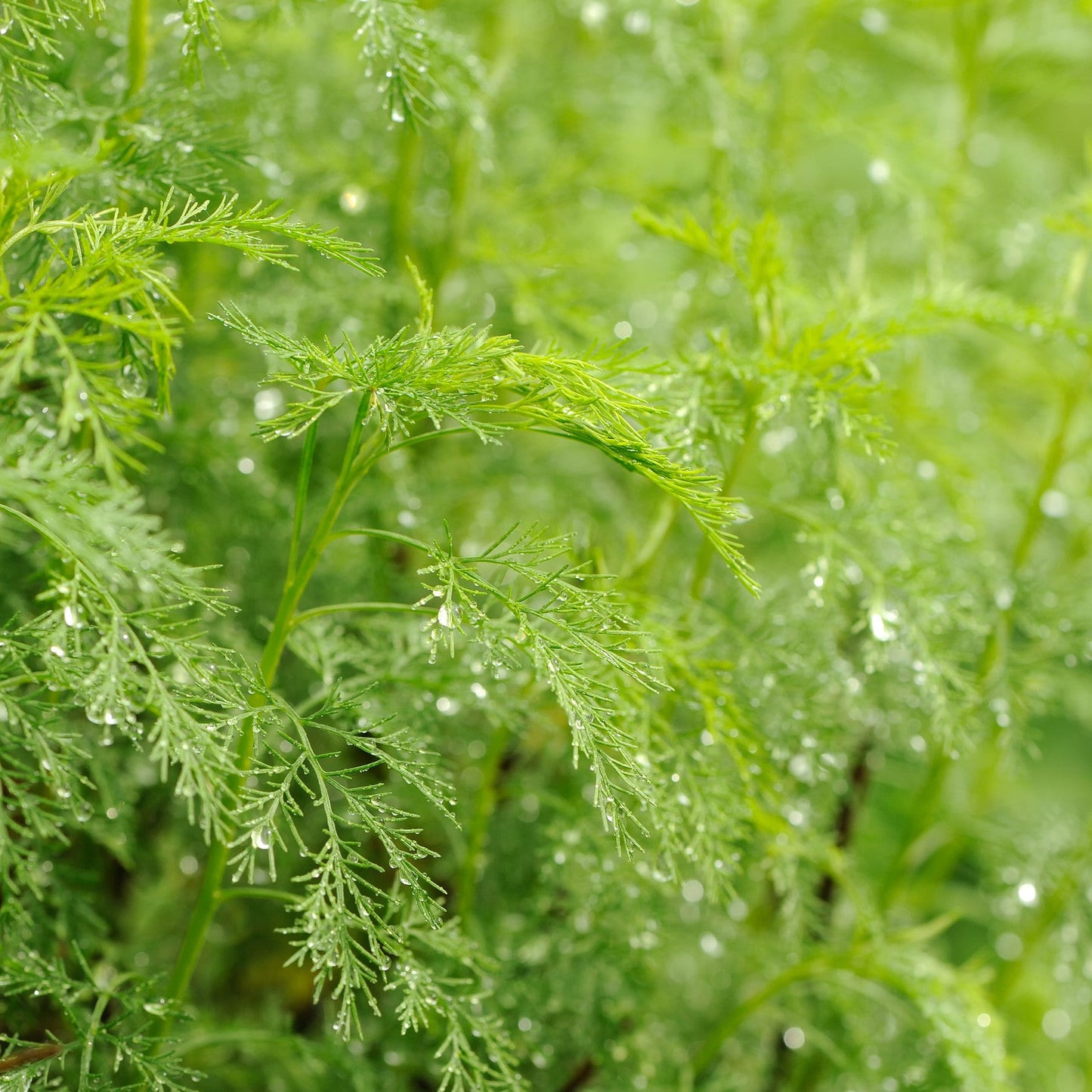 Artemisia abrotanum (Citroenkruid)