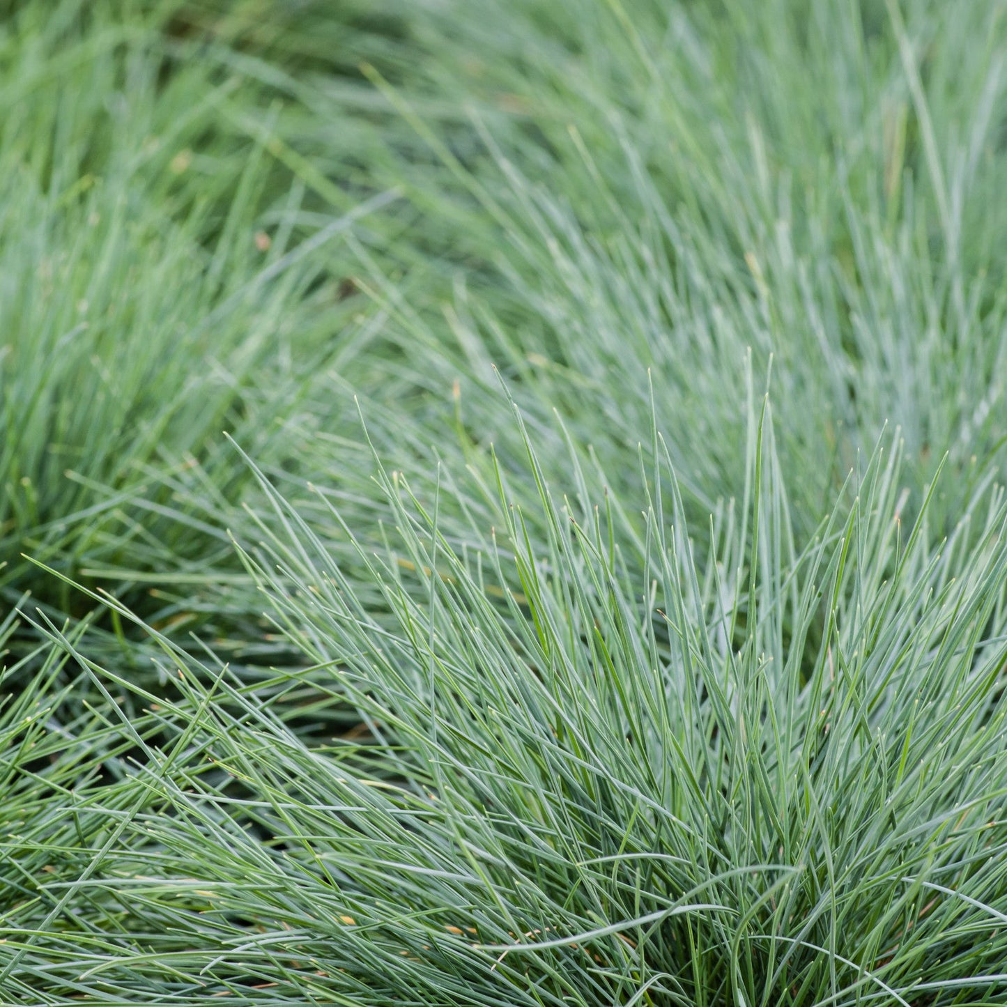 Festuca glauca