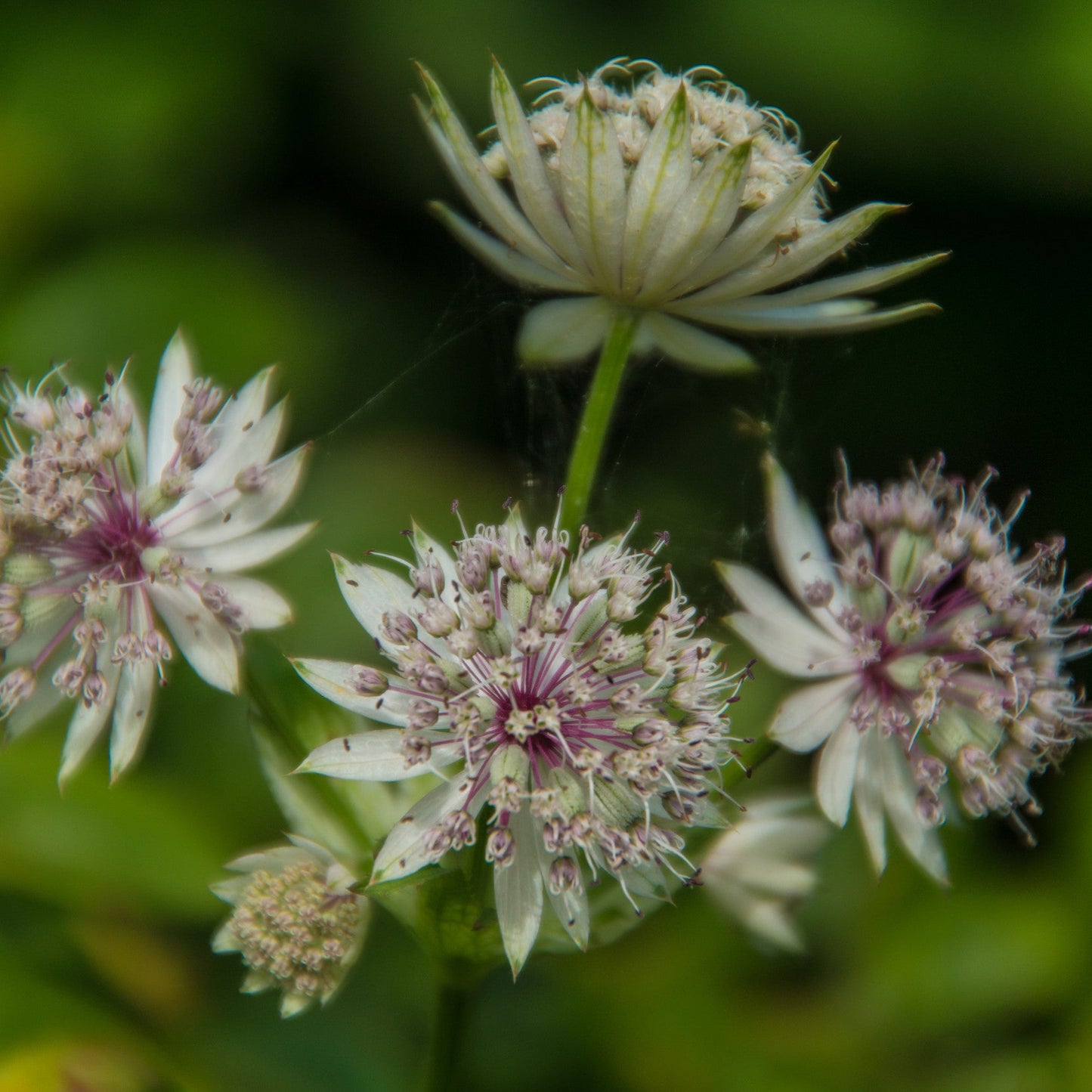 Astrantia major
